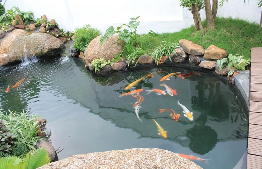 Y nghia cua ho ca Koi trong phong thuy