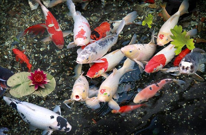Xem phong thuy ho ca Koi chinh xac