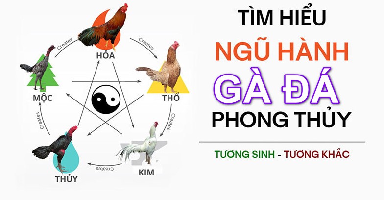 Tim hieu mau mang xem ngay tot de di da ga