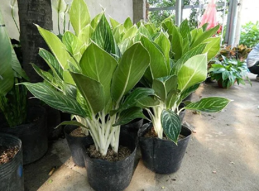 Giai dap thac mac ve cay phong thuy menh kim