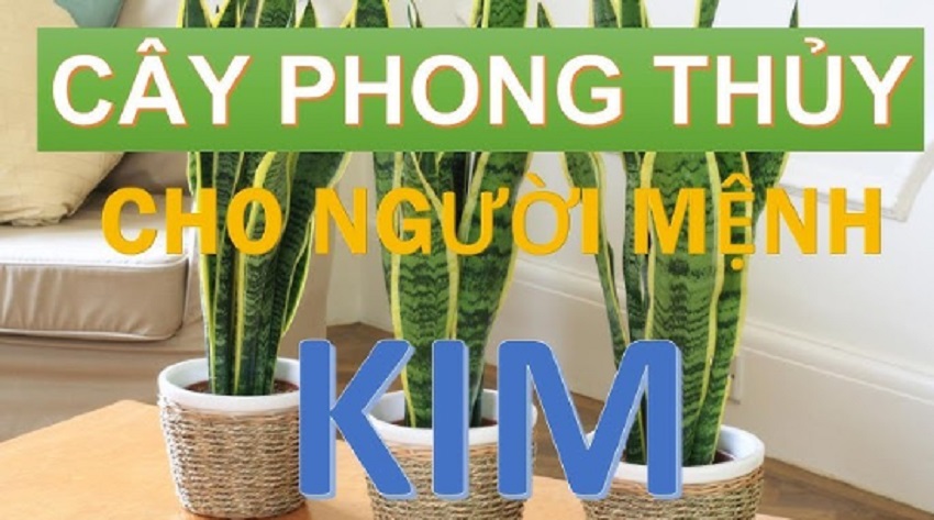 Tong quan cay phong thuy menh kim 
