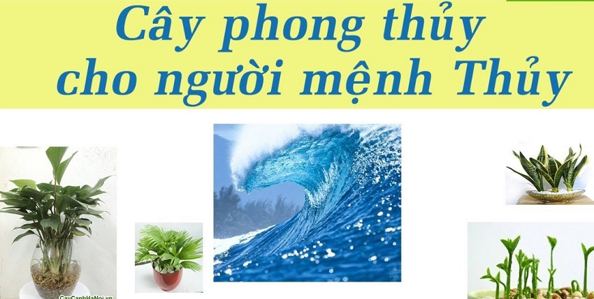 Luu y chon cay phong thuy cho menh thuy